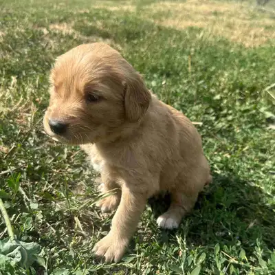 RED golden retriever puppies, View more