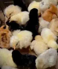 Whiting true green mix chicks available 