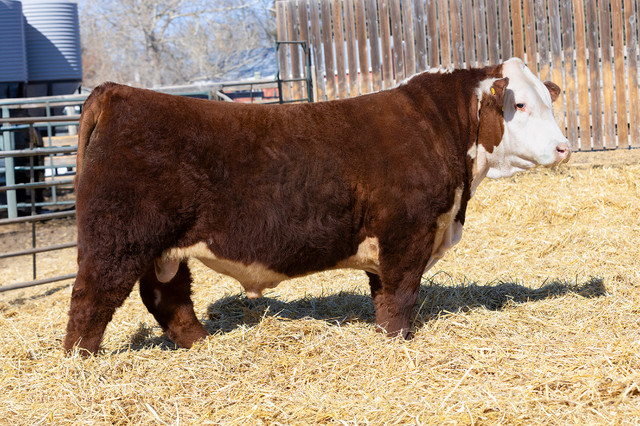 Yearling Bulls for Sale (Rocky Mountain House) in Livestock in Red Deer - Image 3