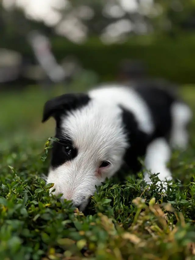 Border Collie X puppies in Dogs & Puppies for Rehoming in Ottawa - Image 8
