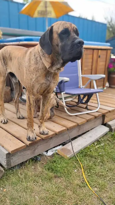 Great Dane mastiff Newfoundland puppies for sale , View more