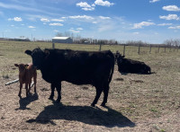 40 cow/calf pairs for sale 