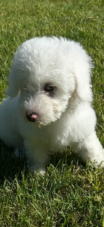 toy poodle puppies, View more