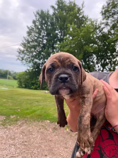 Adorable Mastiff/Bulldog Puppies, View more