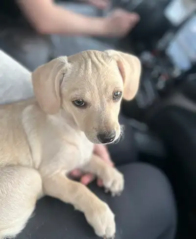 ❤️ Mini Chiweenie ❤️, View more