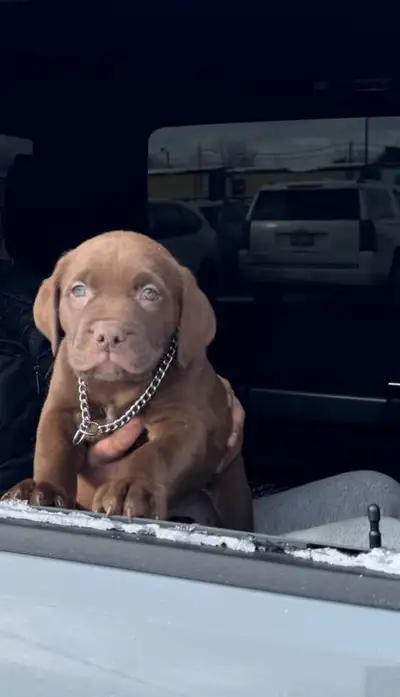 Puppy for sale, View more