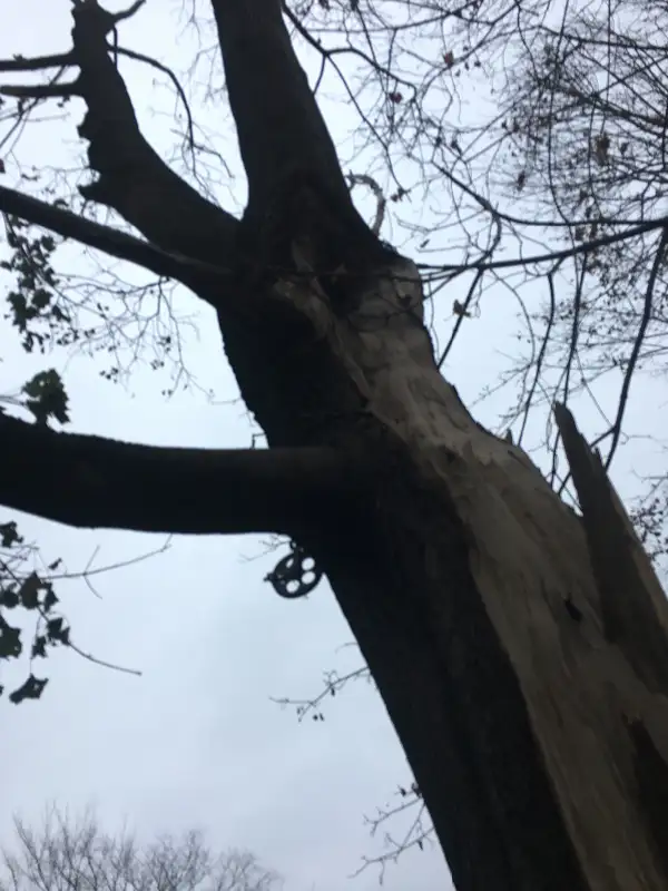 Tree Limb Removal Service63771552832769121