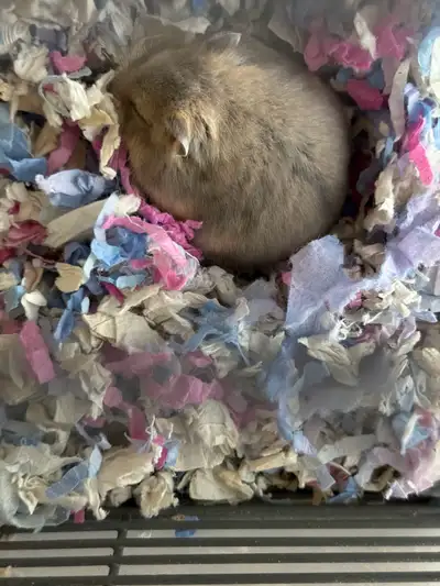 Hamster's for sale, View more