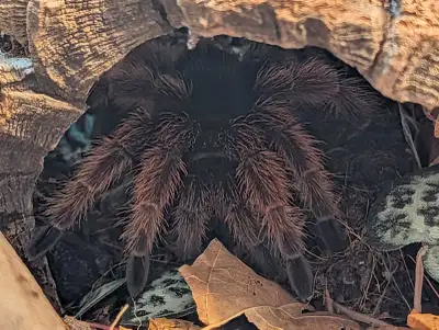 Male Brachypelma Klaasi Tarantula with Enclosure, comes with everything seen in photo. Eating well o...