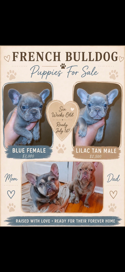 French bulldog puppies, View more