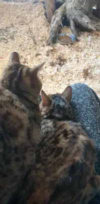 Deux chat de bengal
