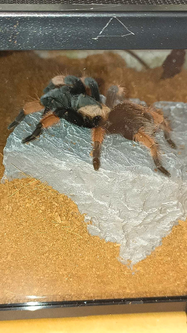 Rehoming  Tarantula in Reptiles & Amphibians for Rehoming in Abbotsford