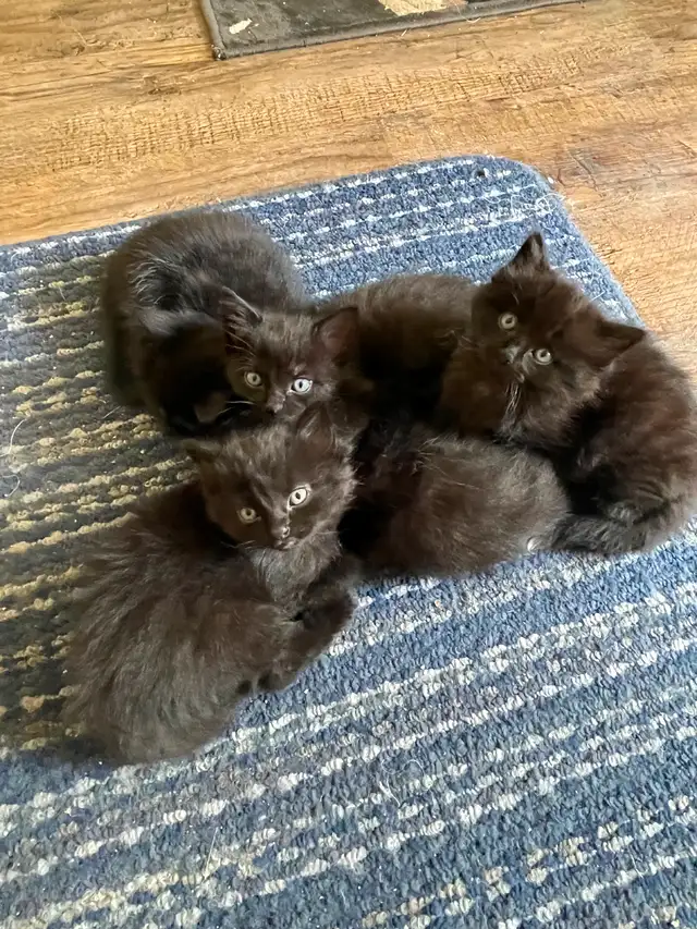 Beautiful Siberian cross kittens-Elora $150