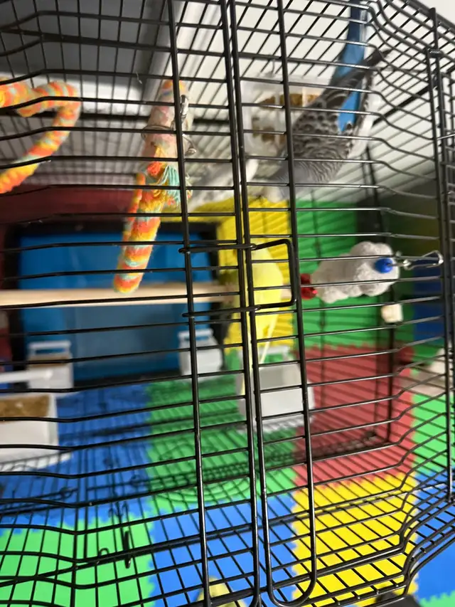4 healthy birds for sale in Small Animals for Rehoming in Mississauga / Peel Region - Image 6