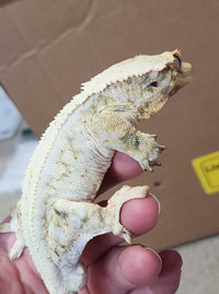 "Milkway" lillywhite crested gecko 