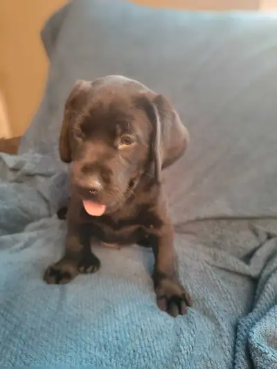 2 male black lab puppies 8 weeks old ready to go, View more