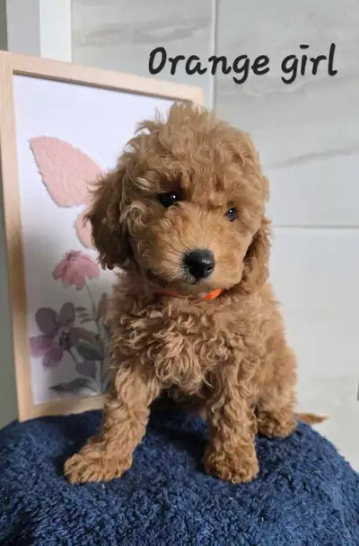 Toy poodle puppies- Ready to go ♥️, View more