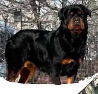 ONLY 1 LEFT---- FULL GERMAN ROTTWEILER PUPPIES   $500.00
