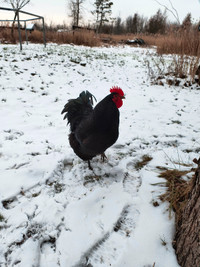 Australorpe Roosters for Sale