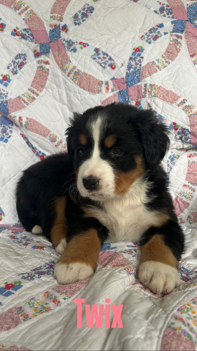 Bernese Mountain Dog Puppies in Dogs & Puppies for Rehoming in Edmonton - Image 3