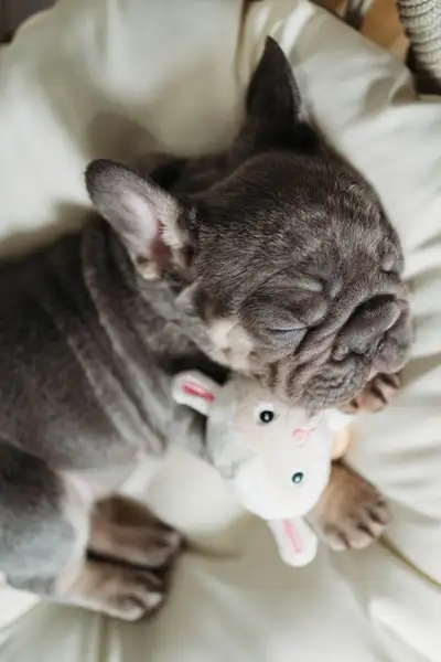 French bulldog, View more