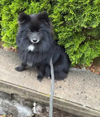 Handsome and small male pomeranian puppy, View more