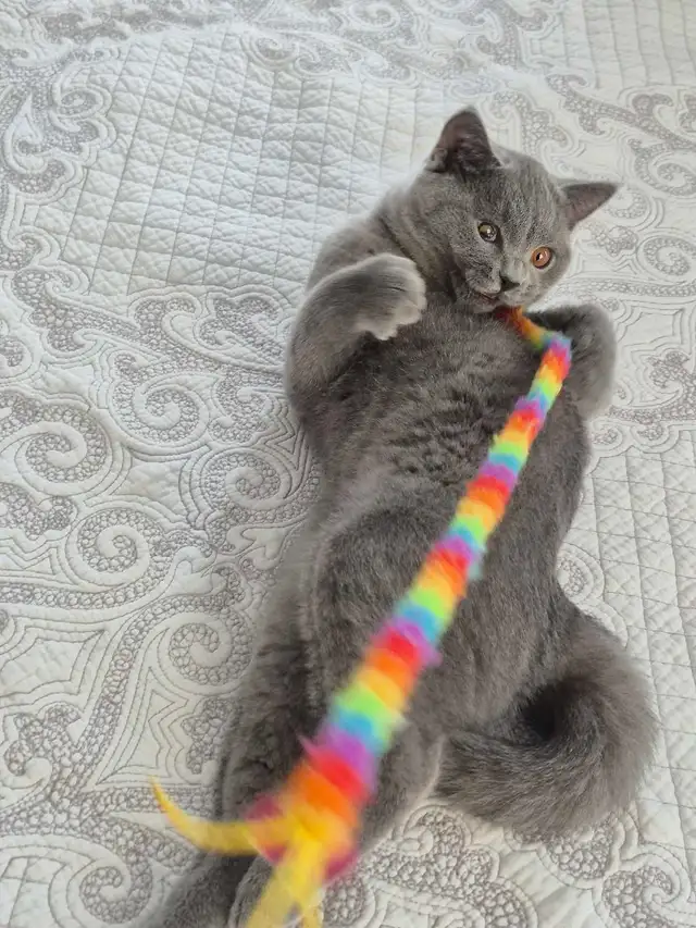 chaton mâle British Shorthair bleu in Cats & Kittens for Rehoming in West Island - Image 9