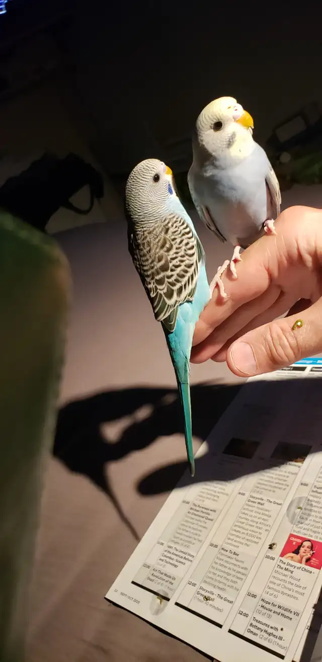 Hand tamed Baby Budgies. Visit to hold them. 3 months old. in Birds for Rehoming in Tricities/Pitt/Maple - Image 9