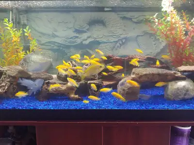 Update June 16, 2025. Ad is up so fish are available! Lots and LOTS AND LOTS of fish available! 1.5...
