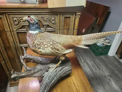 Beautiful taxidermy pheasant Asking $160 in excellent condition Please call 905-966-4322