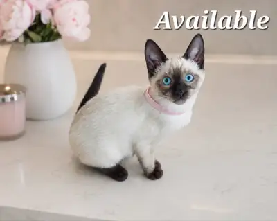 Gorgeous Purebred Siamese Kittens Special summer pricing, View more