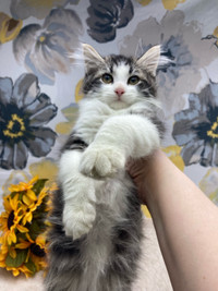 Male Maine Coon with Big Paws