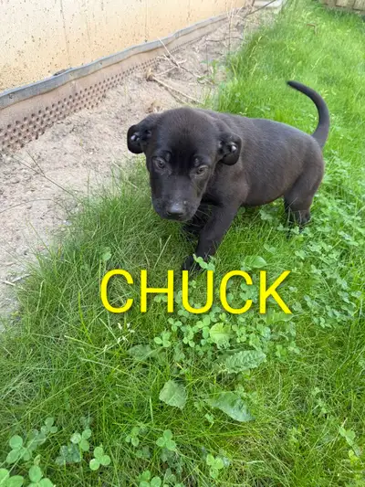 German Shepard Cane Corso puppies, View more