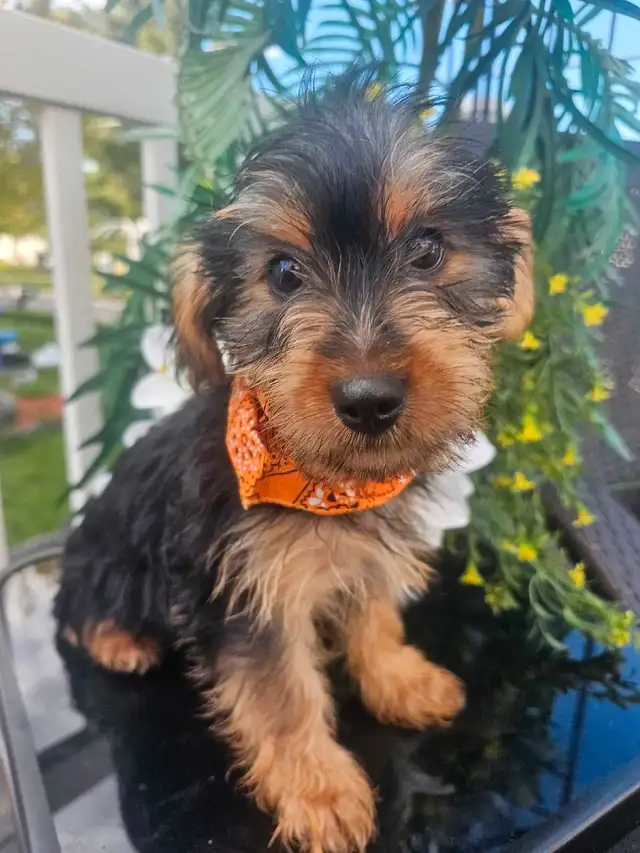 Magnifique yorkshire pure race *** personne  serieuse*** in Dogs & Puppies for Rehoming in City of Montréal - Image 6