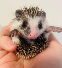 Cutest Pygmy Hedgehog babies! Make amazing pets! 