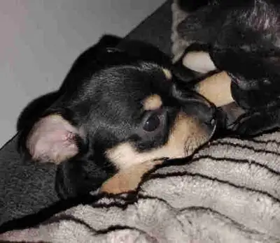 Deer head chihuahuas, View more