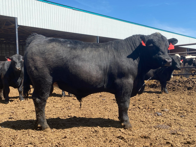 ****BLACK ANGUS AND SIMMANGUS BULLS FOR SALE*** in Livestock in Medicine Hat