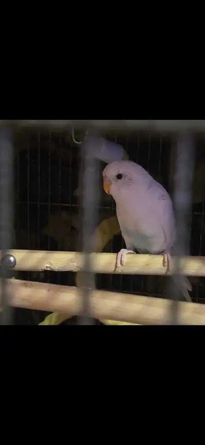 female budgie , View more