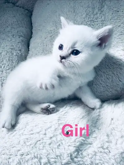 Purebread British Shorthair kittens, BLUE eyes, View more