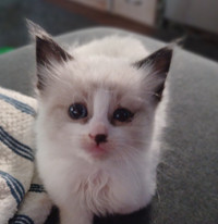 Ragdoll Kittens