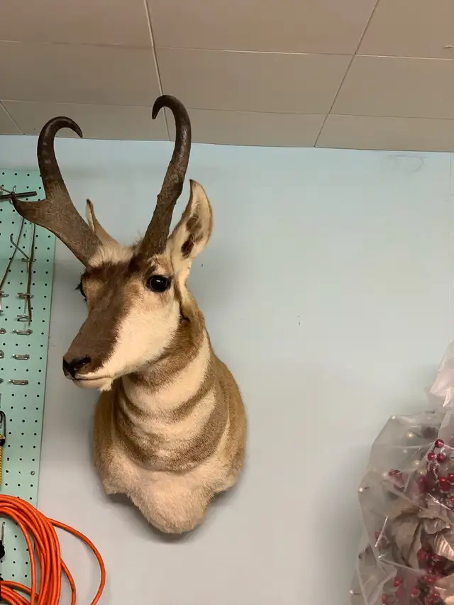 Antelope Mount65109733737089121