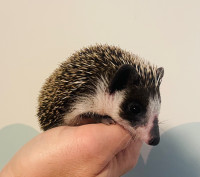 Adorable “Panda” coloured baby Pygmy hedgehog! Awesome pet! 