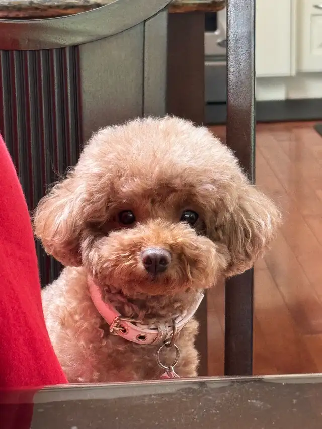 Red toy poodle puppies 6-8 lbs 2 year health guarantee in Dogs & Puppies for Rehoming in City of Toronto - Image 9