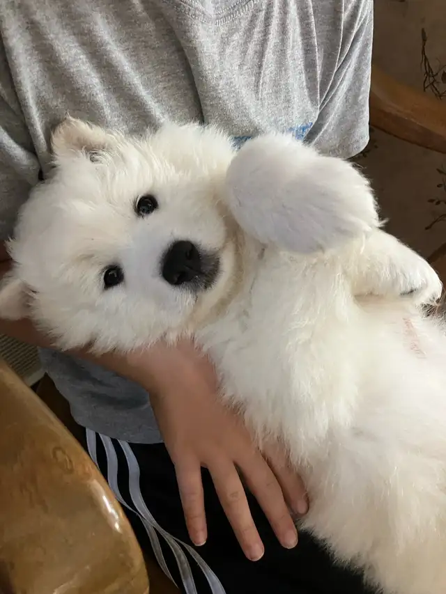Adorable Purebread Male Samoyed. 8 wks June 20 in Dogs & Puppies for Rehoming in Leamington - Image 2