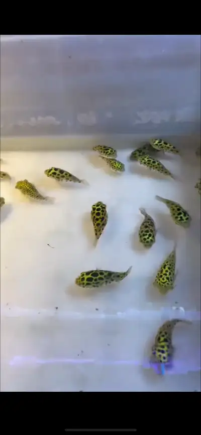 Green spotted puffers, View more