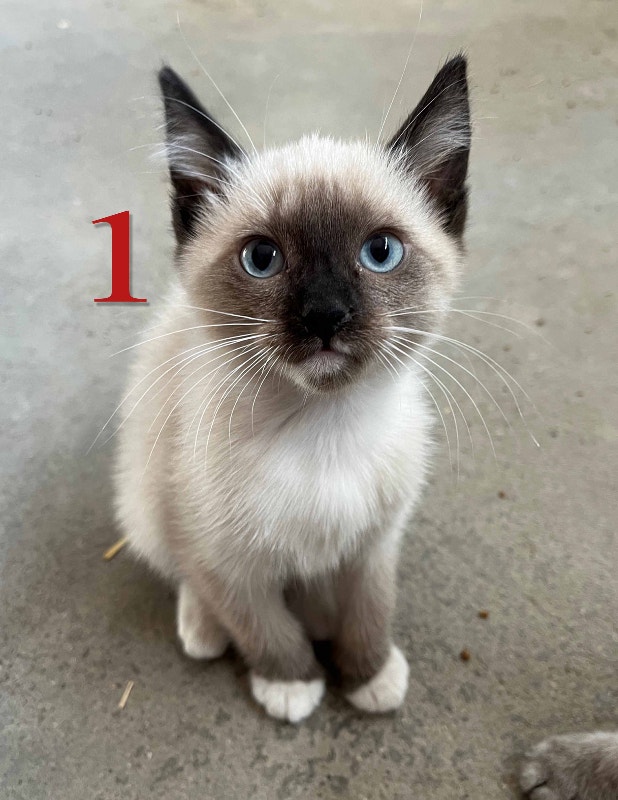 Kittens for Sale Cats & Kittens for Rehoming Regina Kijiji