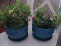 Ivy House Plants (2)