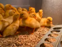 Pekin ducklings