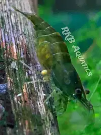 Freshwater  Neocaridina Shrimp "Green Jade"