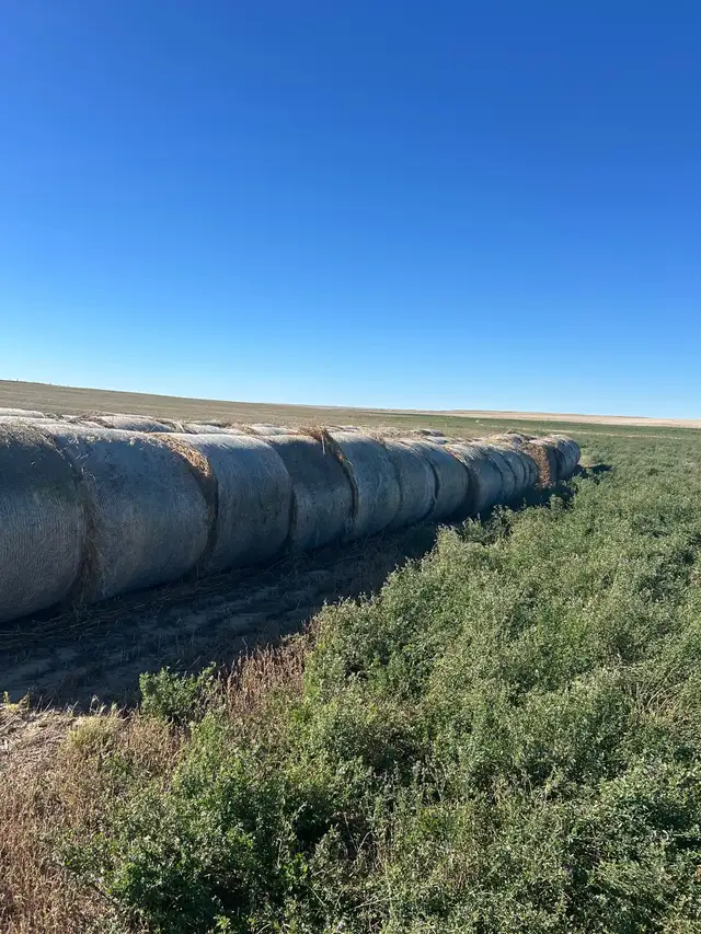 Hay for sale  in Other Business & Industrial in Swift Current - Image 3